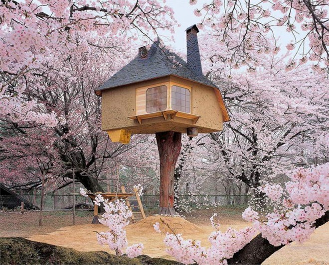 Teahouse Tetsu tree house, được bao quanh bởi những cây hoa anh đào tuyệt đẹp, mang đậm phong cách Nhật Bản.